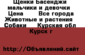 Щенки Басенджи ,мальчики и девочки › Цена ­ 1 - Все города Животные и растения » Собаки   . Курская обл.,Курск г.